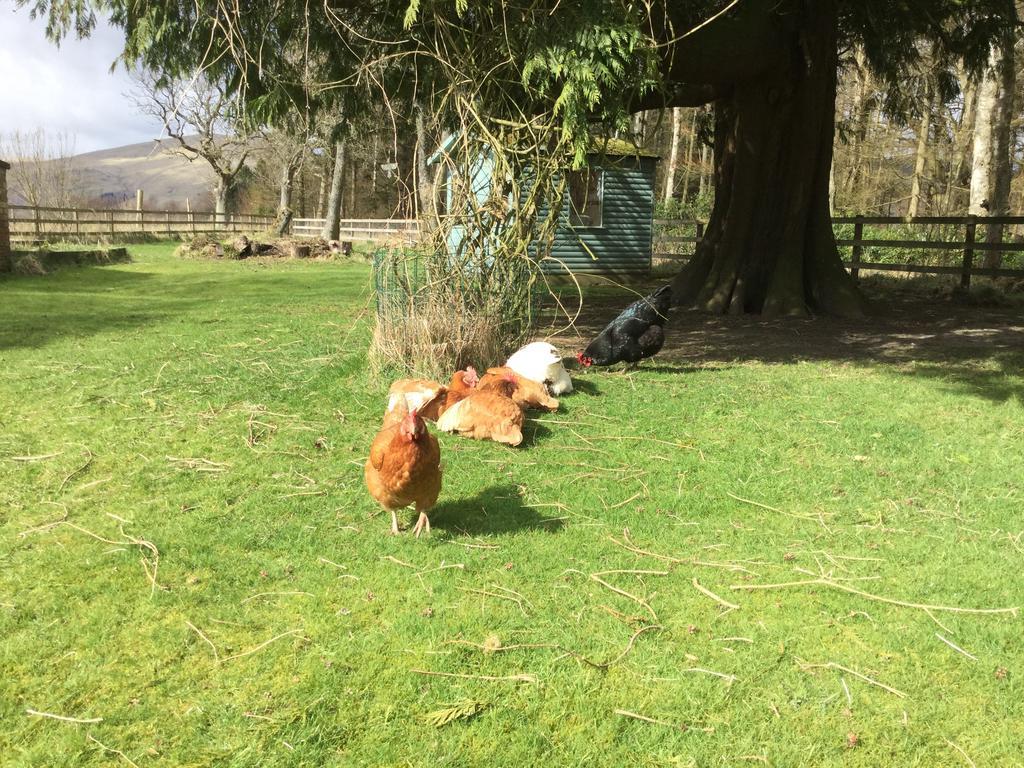 Kennels Cottage Stirling Buitenkant foto